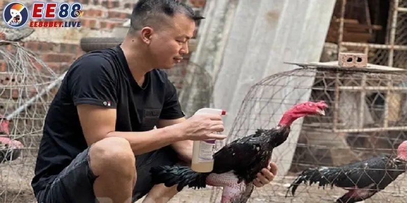 Cách chăm sóc gà đá - Hướng dẫn phương pháp nuôi gà đá khỏe