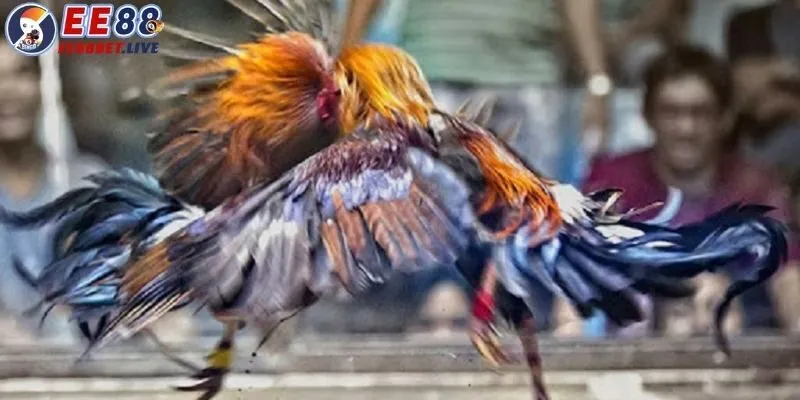 Đá Gà Campuchia: Một Hình Thức Giải Trí Nổi Bật Tại EE88