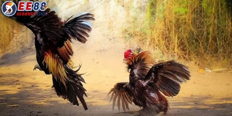 Đá gà cựa sắt - Chiến lược hiệu quả cũng như các kỹ thuật