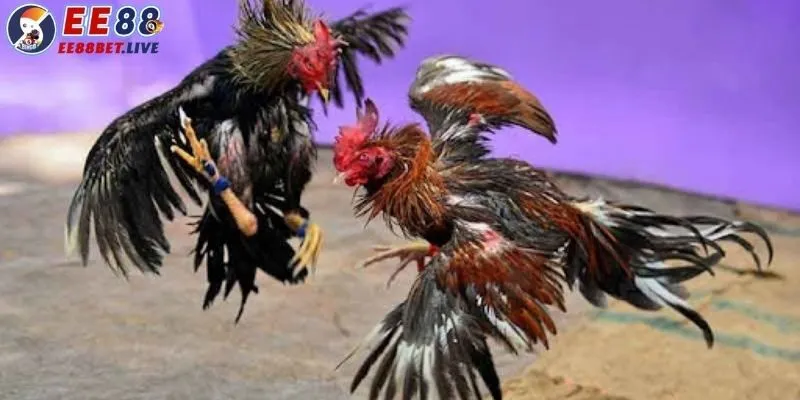 Đá gà Thomo trực tiếp - Khám phá hình thức cược hấp dẫn