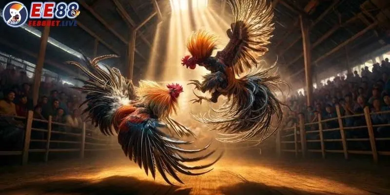 Đá Gà Trực Tiếp C1 – Sân Chơi Hot Hit Nhất Dành Cho Các Dân Cược