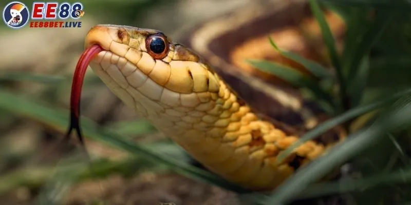 Mơ thấy rắn đánh con gì? Giải mã những nghĩa của giấc mơ